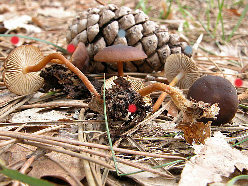 Strobilurus con sorpresa
